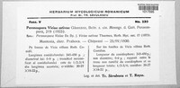 Peronospora viciae image